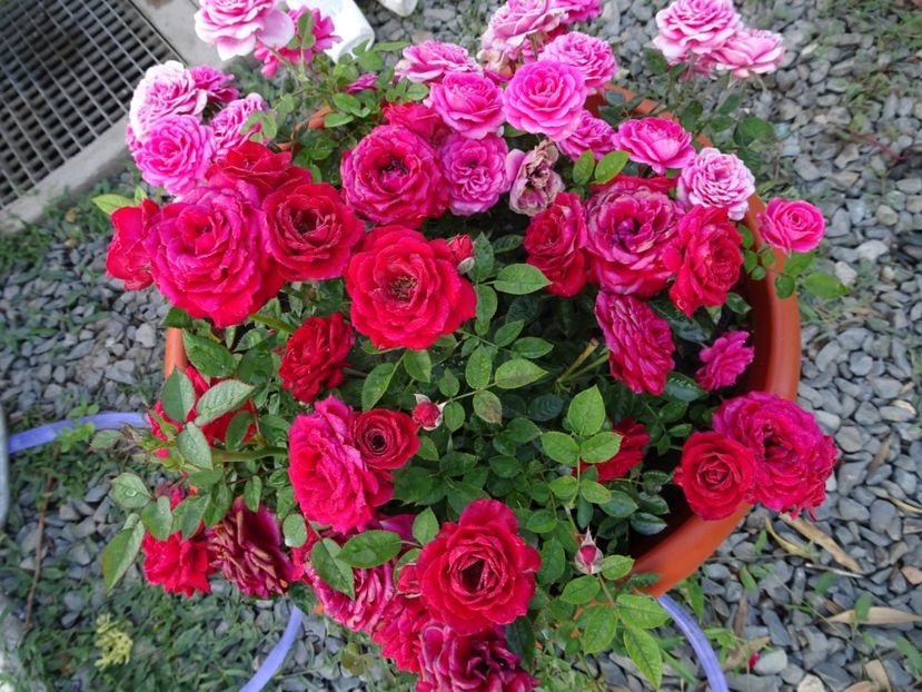  - TRANDAFIRI MINI IN CIUBAR