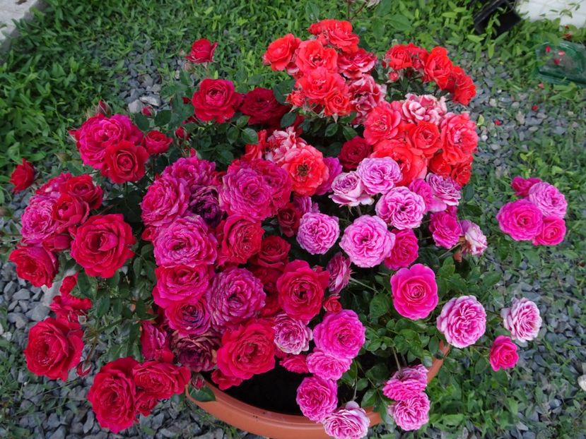  - TRANDAFIRI MINI IN CIUBAR