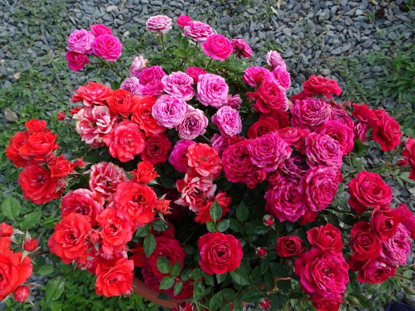  - TRANDAFIRI MINI IN CIUBAR