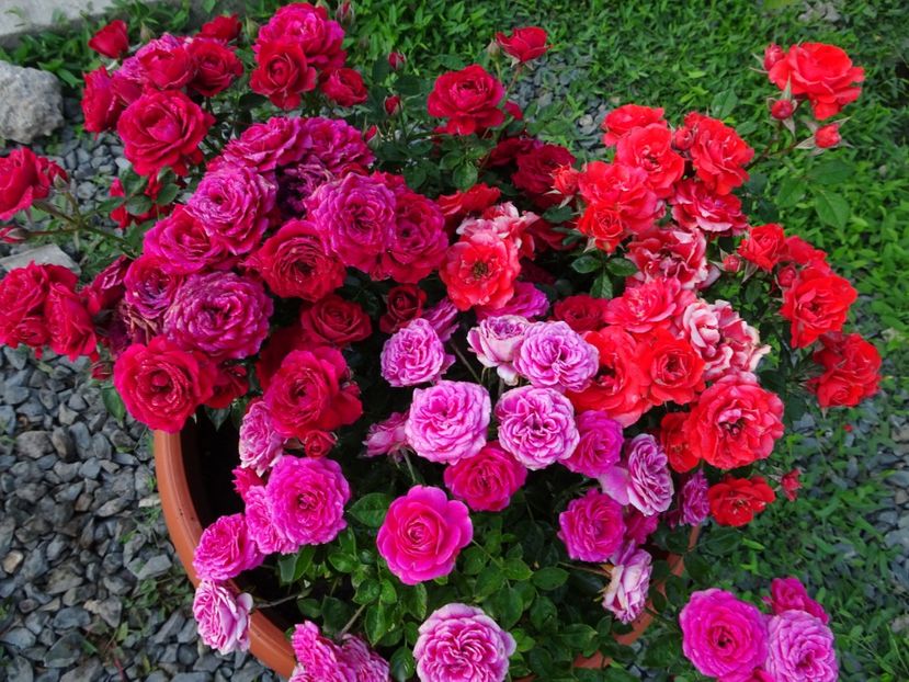  - TRANDAFIRI MINI IN CIUBAR