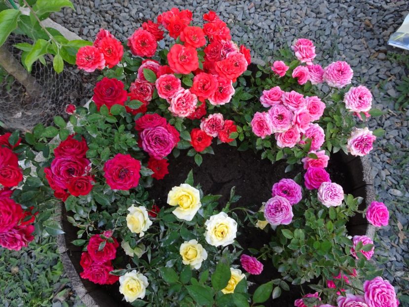  - TRANDAFIRI MINI IN CIUBAR