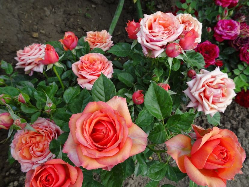  - TRANDAFIRI MINI IN GRADINA