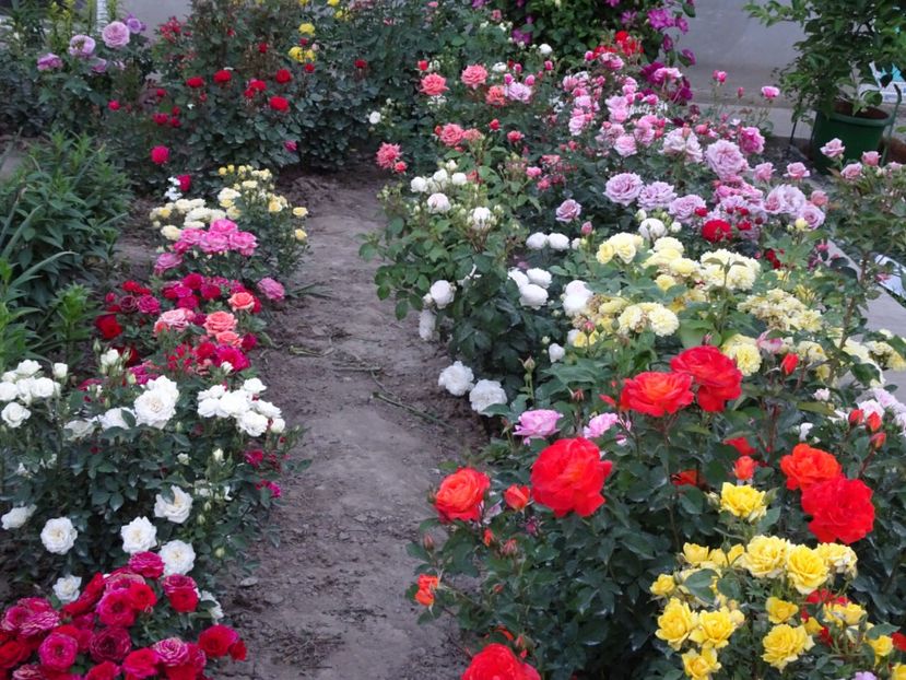  - TRANDAFIRI MINI IN GRADINA