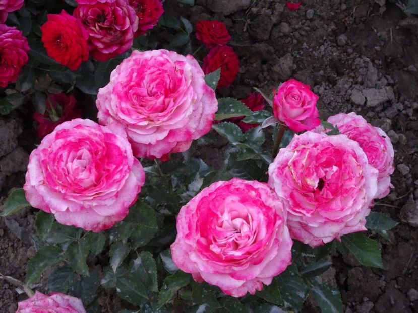  - TRANDAFIRI MINI IN GRADINA