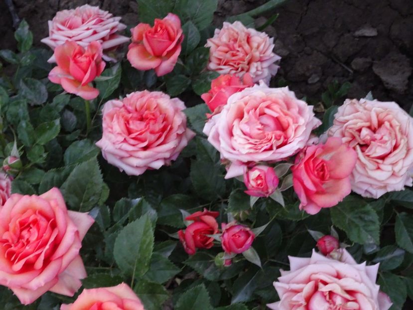  - TRANDAFIRI MINI IN GRADINA