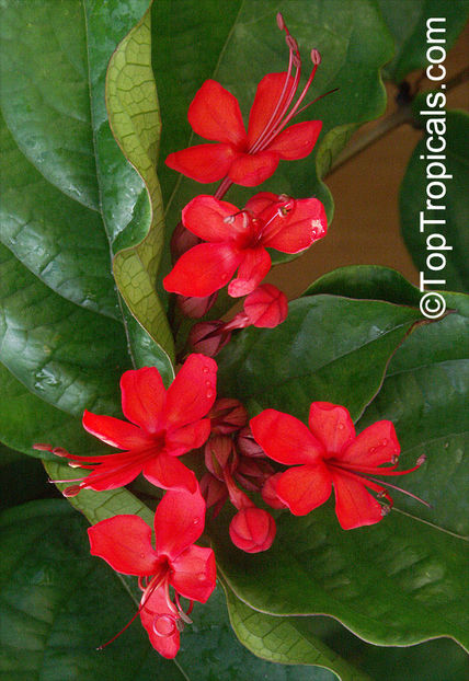 Clerdodendrum splendens - Dorinte CLERODENDRUM