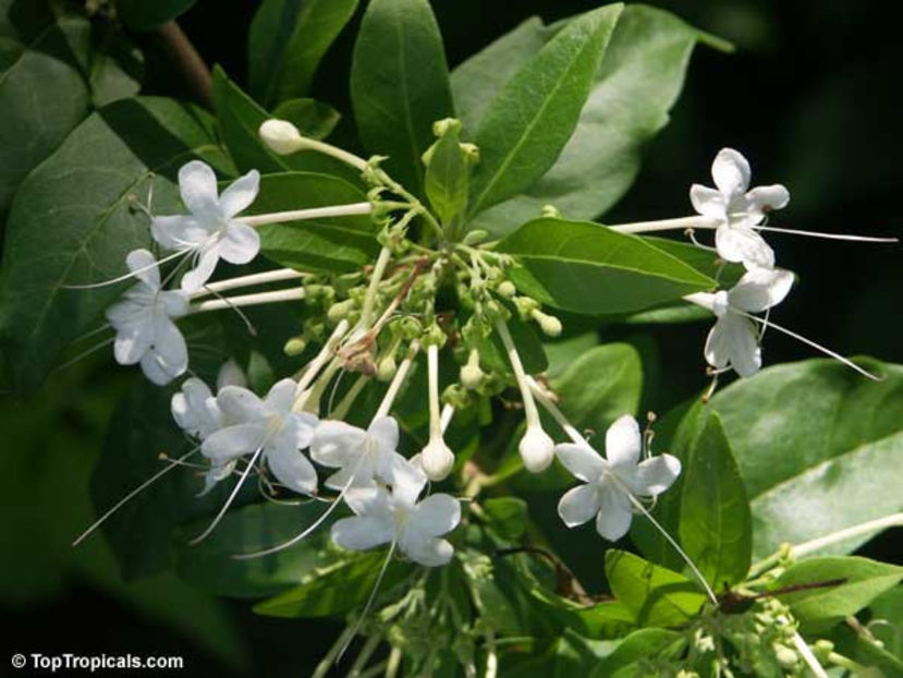 Clerodendrum heterophyllum - Dorinte CLERODENDRUM