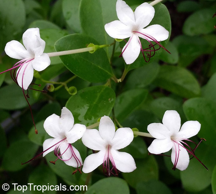 Clerodendrum inerme - Dorinte CLERODENDRUM