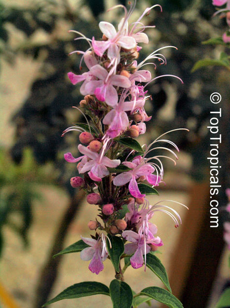 Clerodendrum mastacanthum - Dorinte CLERODENDRUM