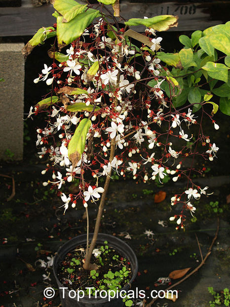 Clerodendrum schmidtii - Dorinte CLERODENDRUM