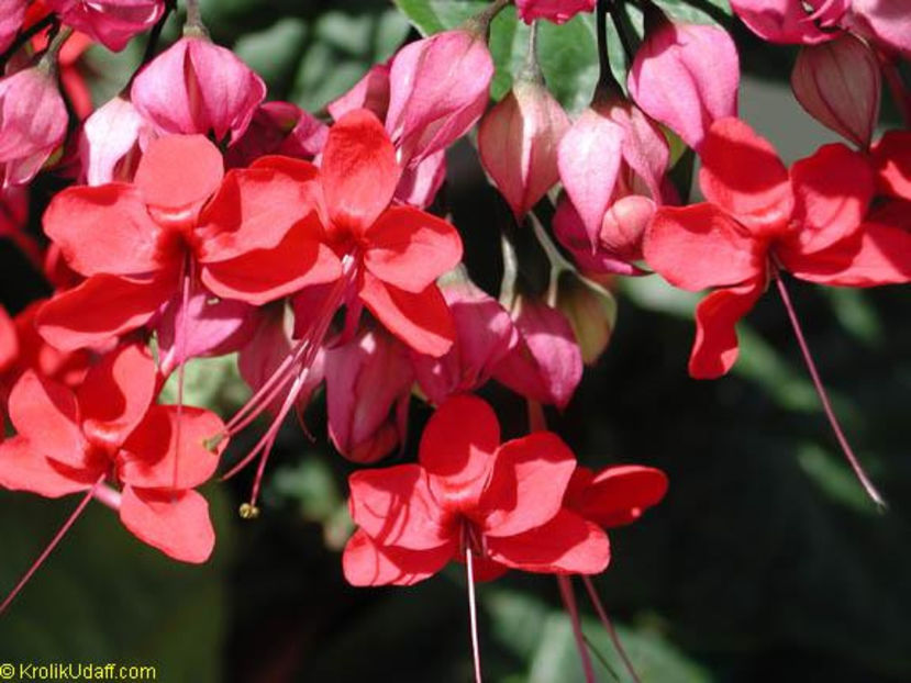 clerodendrum speciosum - Dorinte CLERODENDRUM