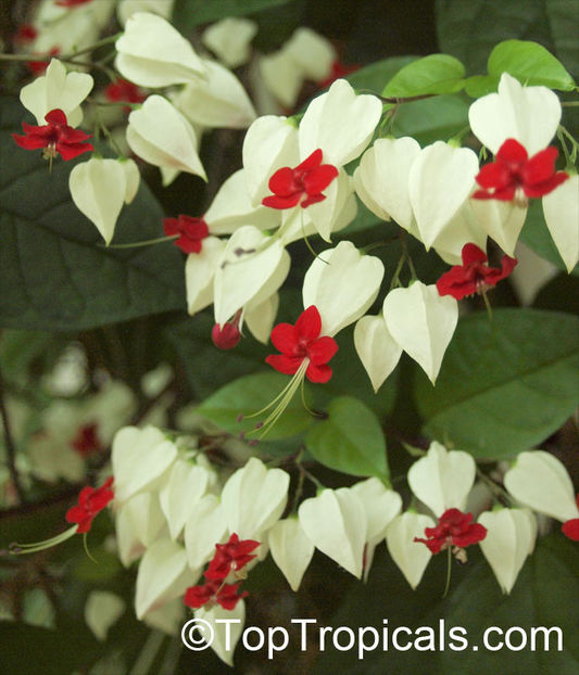 Clerodendrum thomsoniae - Dorinte CLERODENDRUM