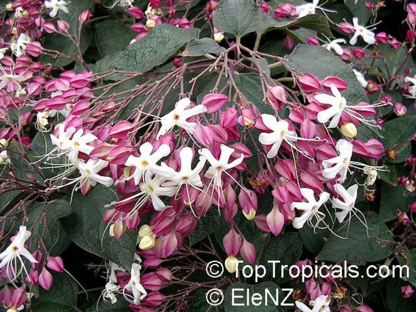 Clerodendrum trichotomum - Dorinte CLERODENDRUM