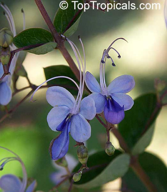 Clerodendrum ugandense - Dorinte CLERODENDRUM