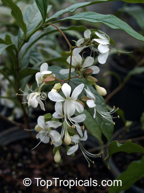 Clerodendrum wallichii - Dorinte CLERODENDRUM