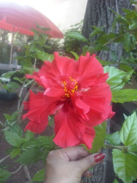  - FLORICELELE MELE - DRAGELE MELE