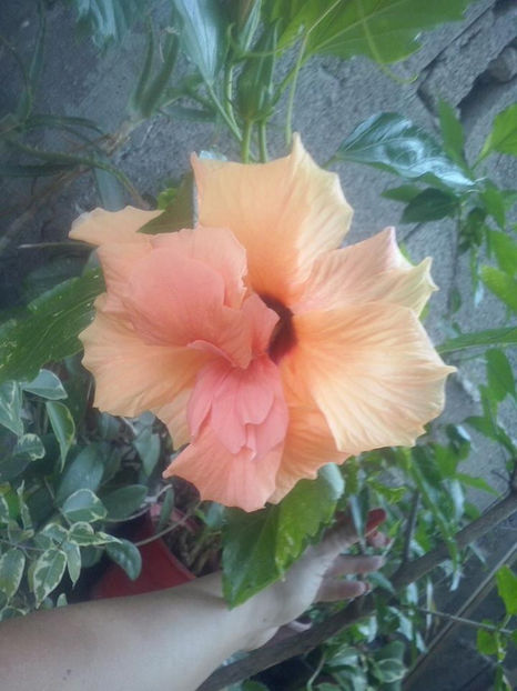  - FLORICELELE MELE - DRAGELE MELE