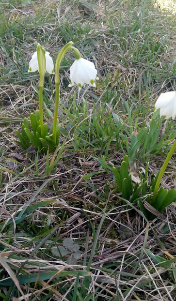 GHIOCEL DE PADURE GORJ - FLORICELELE MELE - DRAGELE MELE