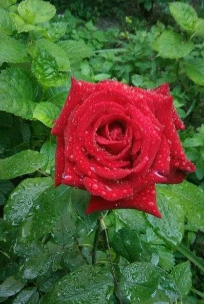 trand meu Aida - FLORICELELE MELE - DRAGELE MELE