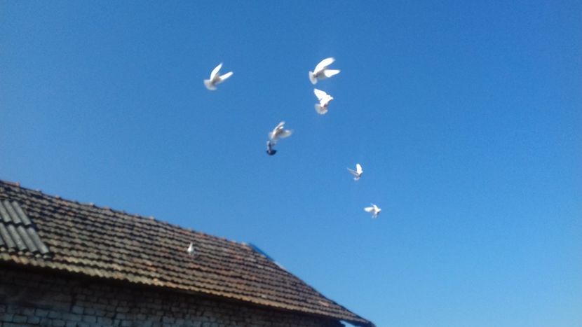  - Antrenamentul de seara