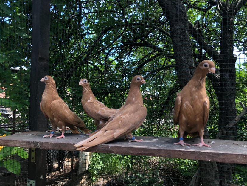 162283A5-8080-4617-9C1D-8E1D0A3B5A05 - Pui 2018