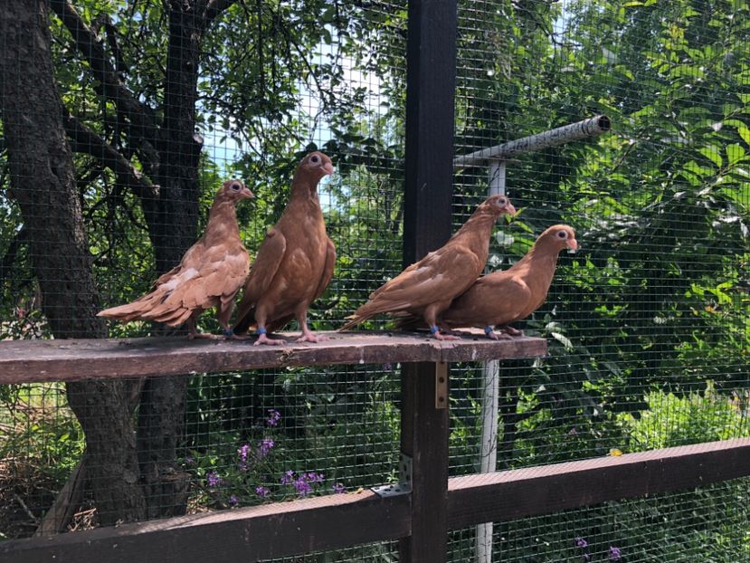 BFC552AC-D41E-4558-B640-808C09E47D0F - Pui 2018