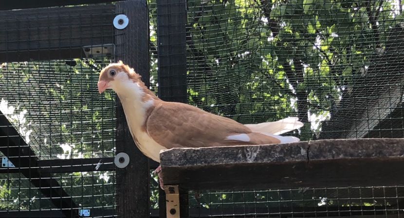 5D0C3B0D-629B-47B3-9DA3-86092315B9C3 - Pui 2018