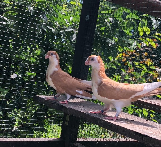 11E12CEB-3003-4486-A6FA-2AA3C1591892 - Pui 2018