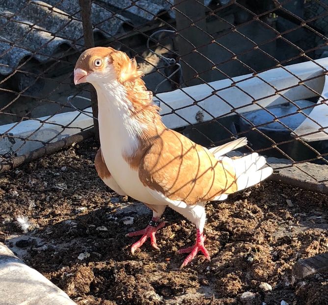 9CE71779-1822-4BCE-BDCF-3CF6F260CA1F - Galateni galbeni motati 2018