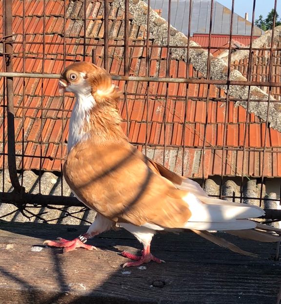 58B7B9D8-C2B5-4D8B-AC0F-809B66D9E74A - Galateni galbeni motati 2018