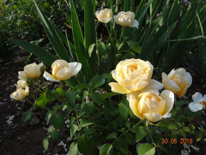  - Austin - Charlotte