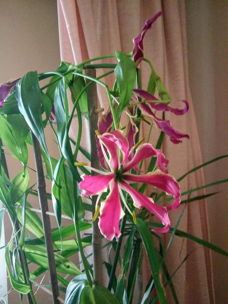  - FLORICELELE MELE - DRAGELE MELE
