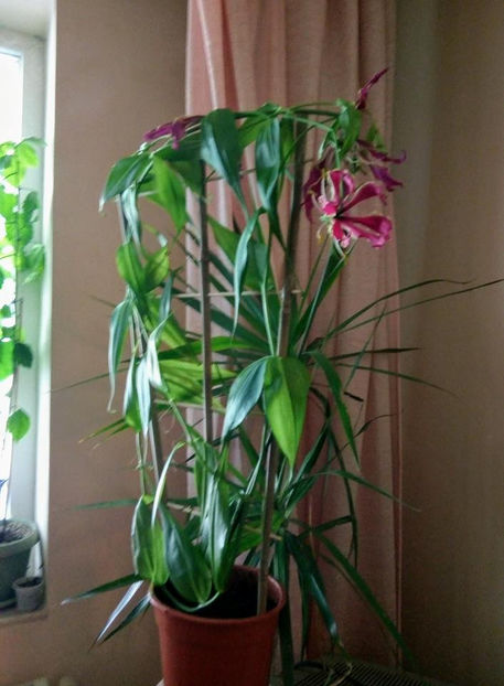  - FLORICELELE MELE - DRAGELE MELE