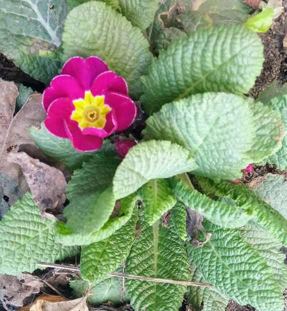  - FLORICELELE MELE - DRAGELE MELE
