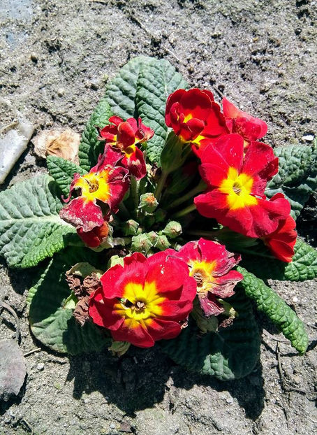  - FLORICELELE MELE - DRAGELE MELE