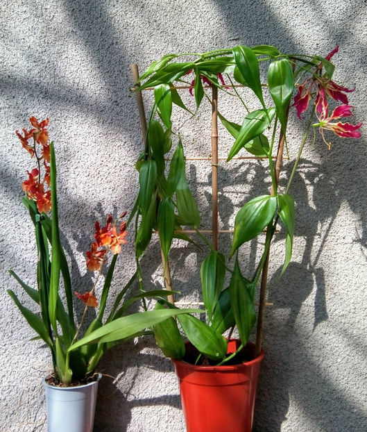  - FLORICELELE MELE - DRAGELE MELE
