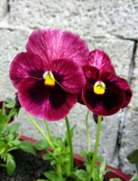  - FLORICELELE MELE - DRAGELE MELE