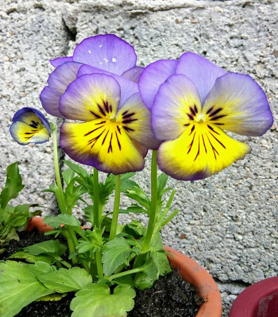 - FLORICELELE MELE - DRAGELE MELE