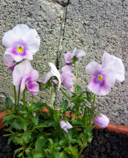  - FLORICELELE MELE - DRAGELE MELE