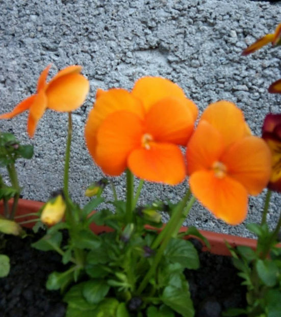  - FLORICELELE MELE - DRAGELE MELE