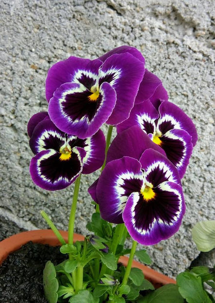  - FLORICELELE MELE - DRAGELE MELE