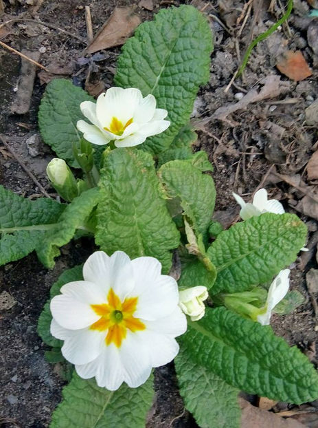  - FLORICELELE MELE - DRAGELE MELE