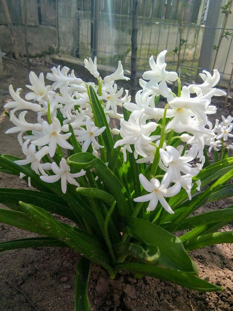  - FLORICELELE MELE - DRAGELE MELE