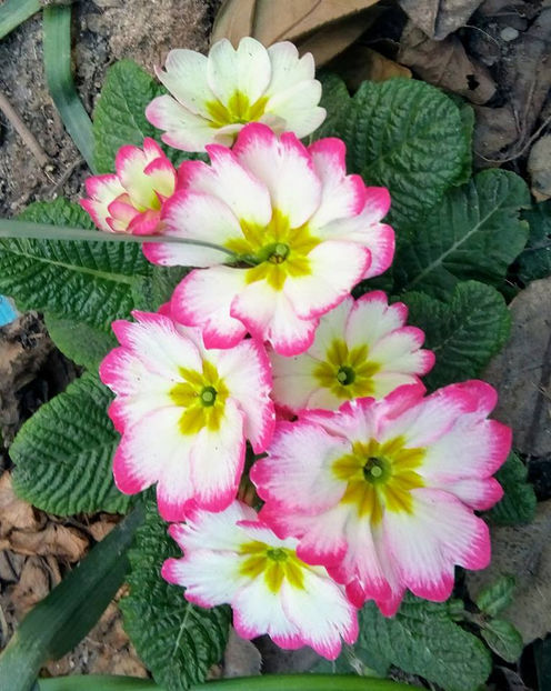  - FLORICELELE MELE - DRAGELE MELE