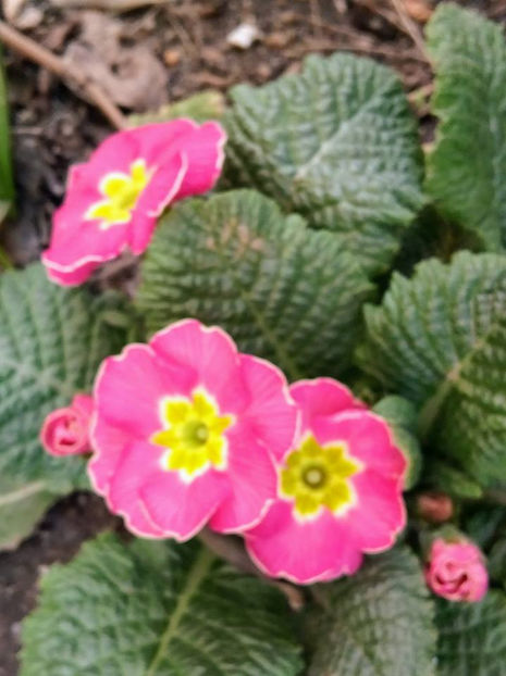  - FLORICELELE MELE - DRAGELE MELE