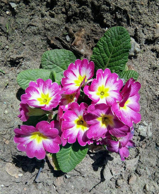  - FLORICELELE MELE - DRAGELE MELE