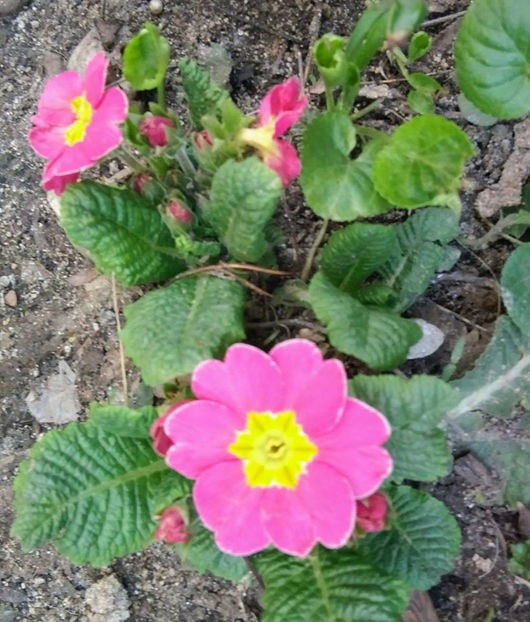  - FLORICELELE MELE - DRAGELE MELE
