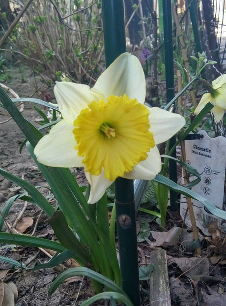  - FLORICELELE MELE - DRAGELE MELE