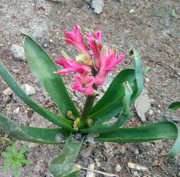  - FLORICELELE MELE - DRAGELE MELE