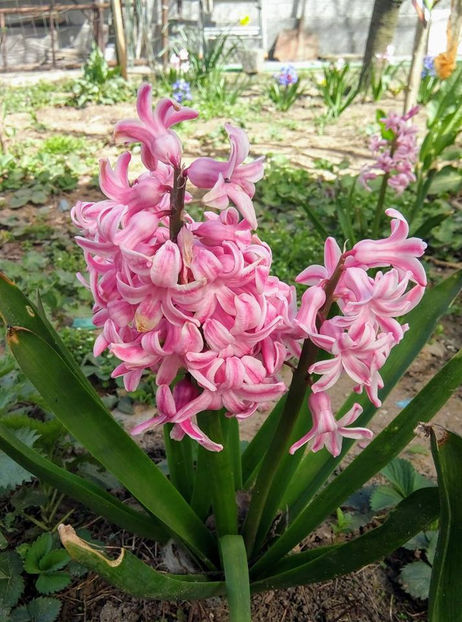  - FLORICELELE MELE - DRAGELE MELE
